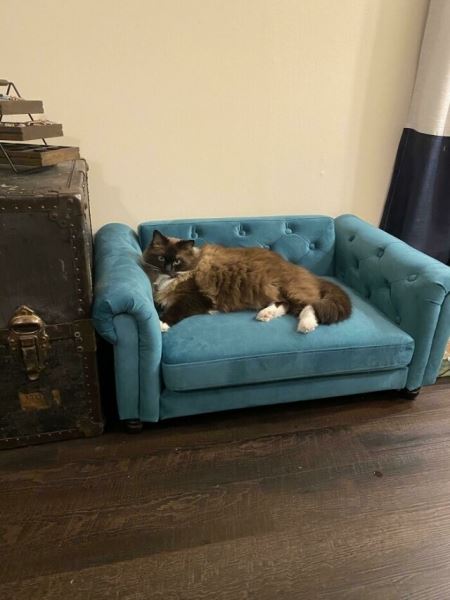 Когда любишь свою кошку настолько, что даришь ей мебель (19 фото)