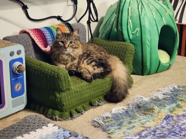 Когда любишь свою кошку настолько, что даришь ей мебель (19 фото)