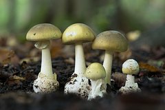 Обнаружено противоядие при отравлении самым смертоносным грибом в мире