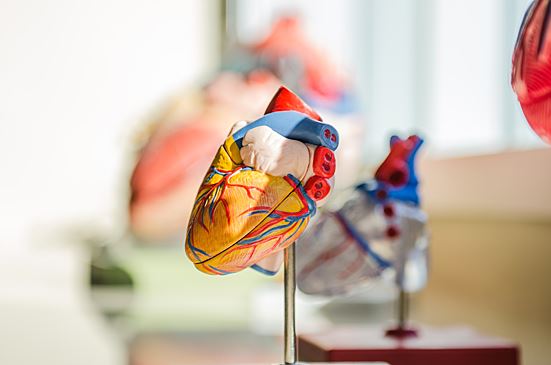 Кардиолог Кореневич назвала способы снизить риск смерти при больном сердце